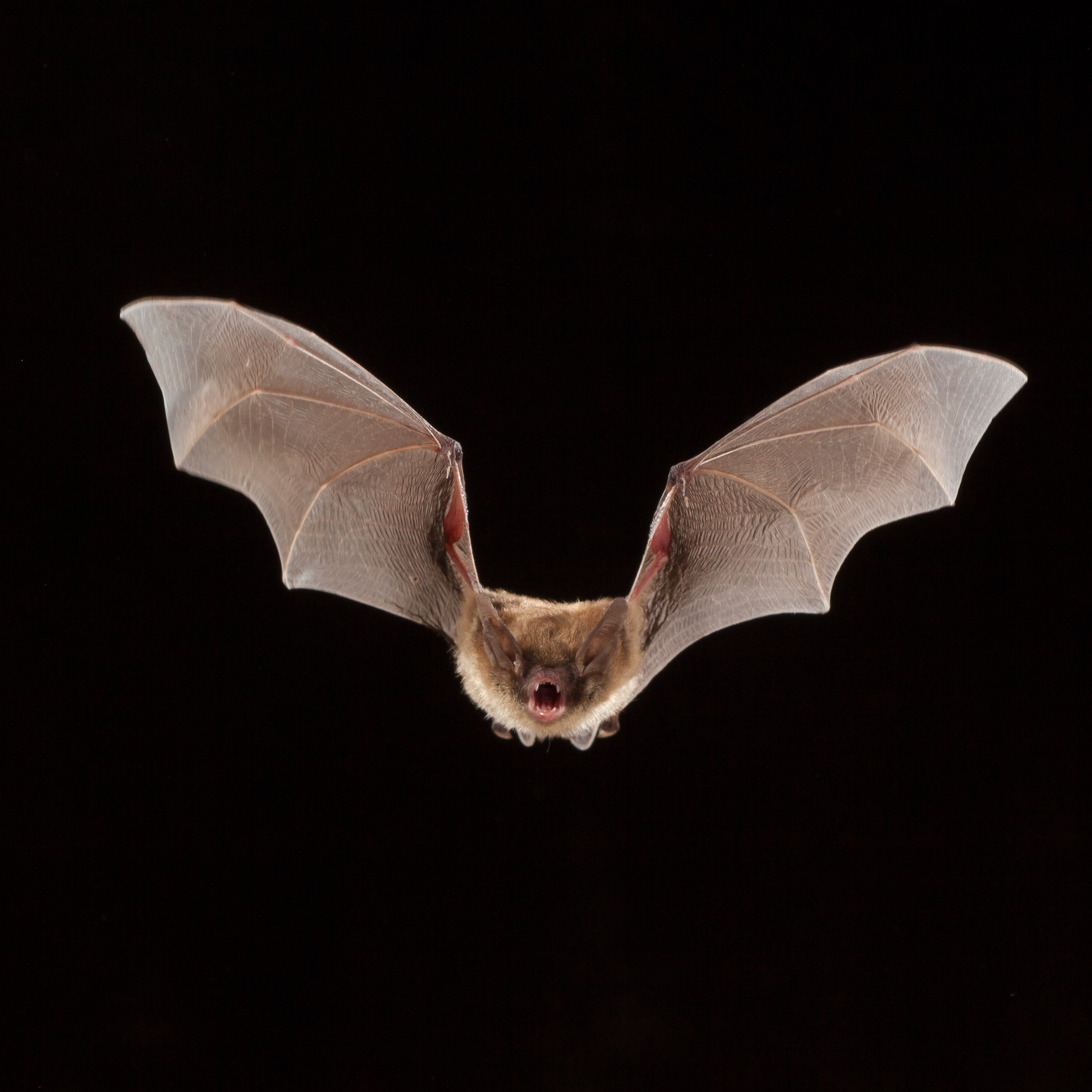 a picture of a bat