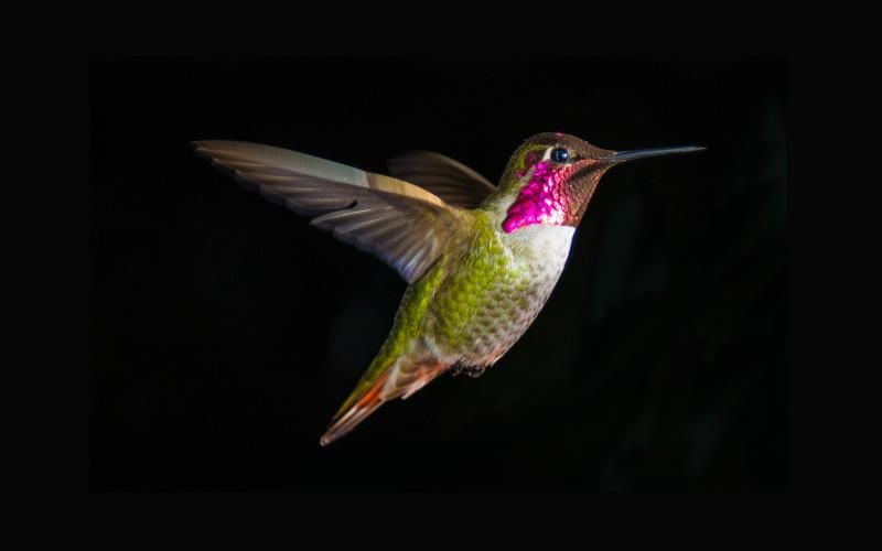 a picture of a hummingbird