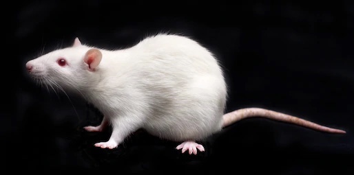 a picture of a rat
